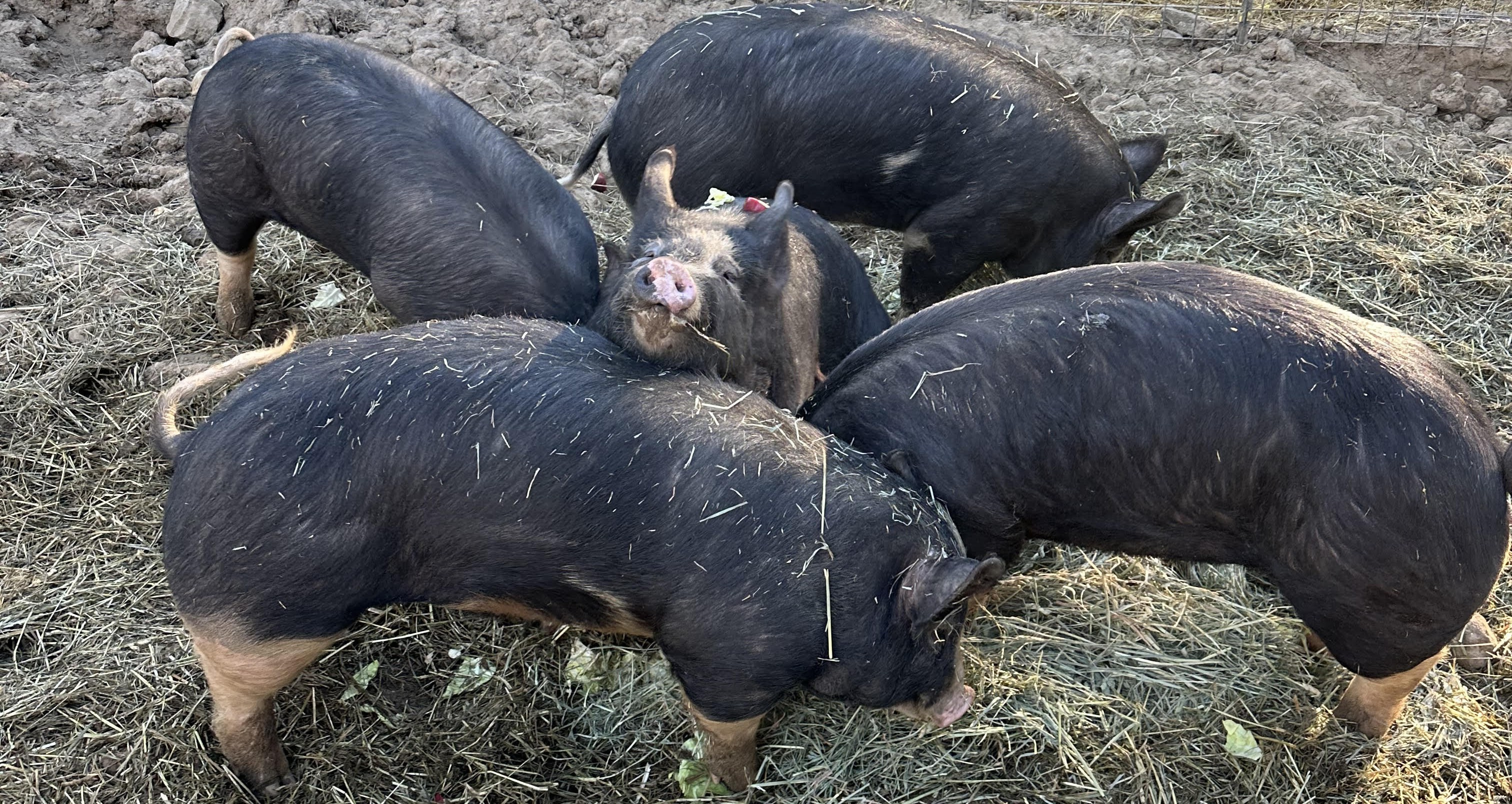 Breeding Sows Purebred Berkshire
