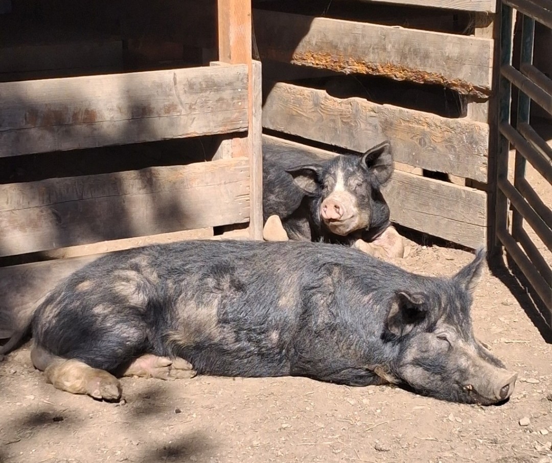 Breeding Boars Purebred Berkshire